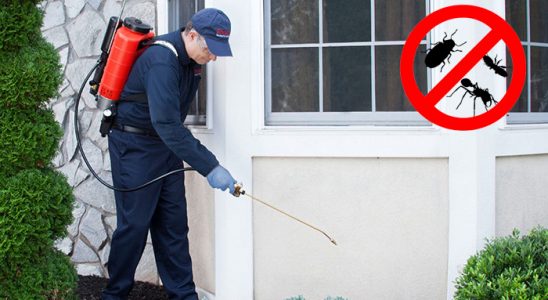 Poligon Kemirgen İlaçlama böcek ilaçlama ve haşere kontrolü — ilaclama-tr.com